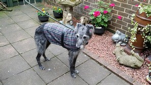 Create your own personal doggie coat for your pet with our online sewing classes. This amazing sewing course is an amazing bonus to have if you are learning the art of sewing. #onlinesewingclasses.